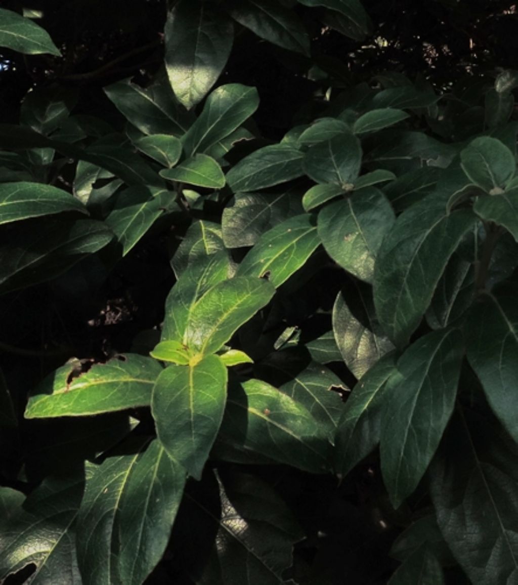 cespuglio mediterraneo: Viburnum tinus (cfr.)